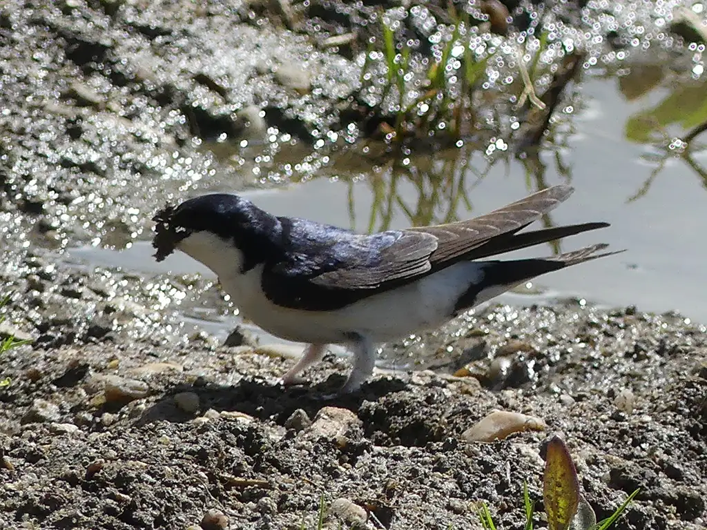 Ensure the presence of muddy areas in order to facilitate the swallows’ nest building.