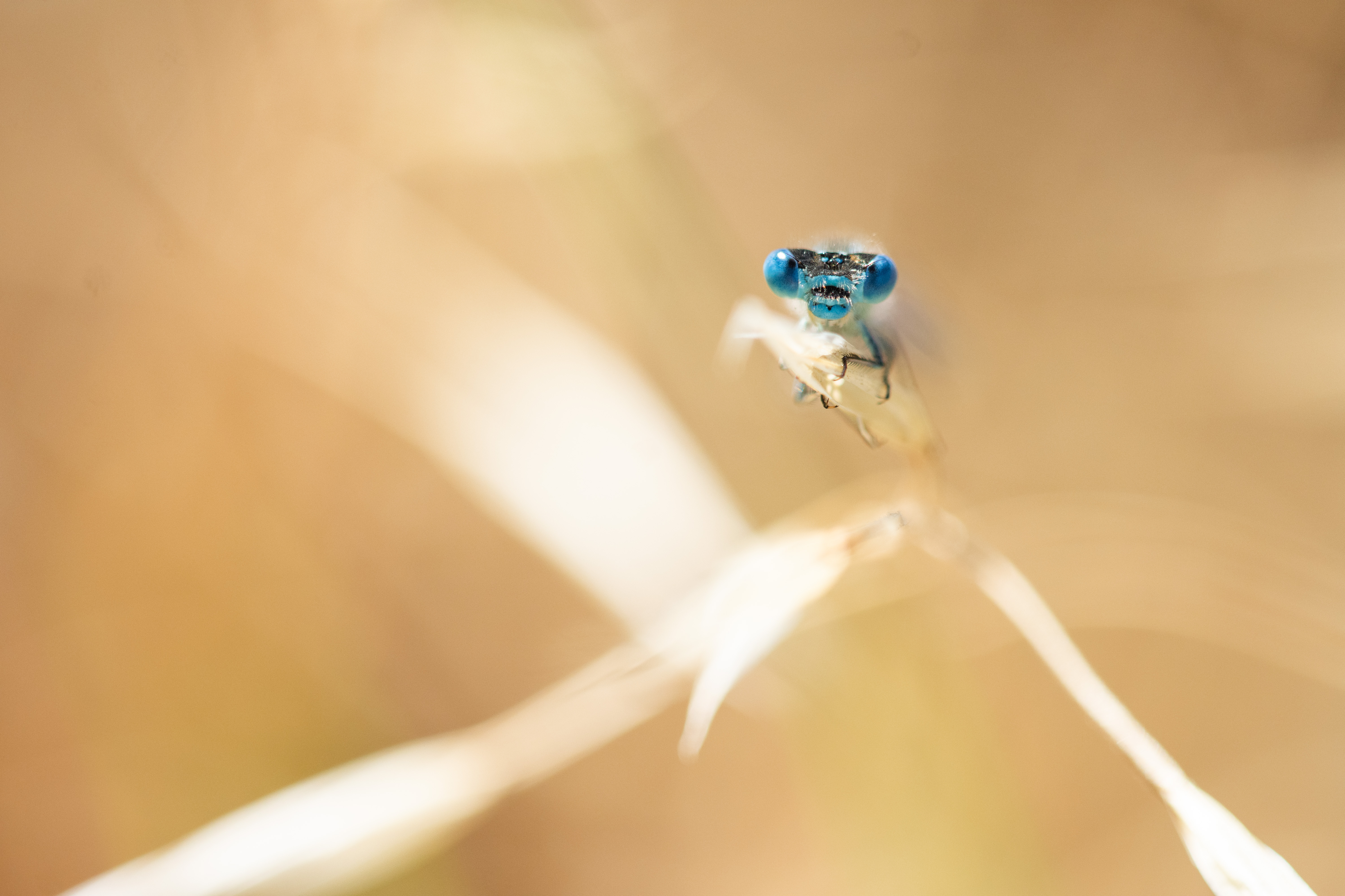 Fête de la biodiversité : appel à projet animations 