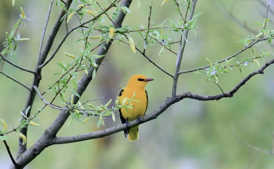 Sortie du film Les Garrigues gardoises, joyau de biodiversité