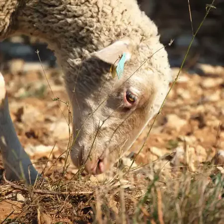 Taking care of your animals and biodiversity: how to manage parasite risk?