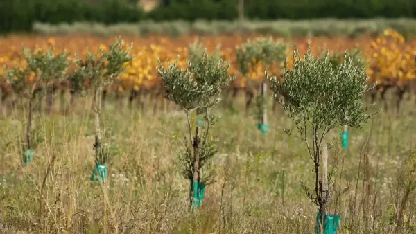 Plantez des haies avec nous !