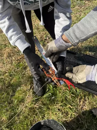 Participez &agrave; des chantiers de lutte contre l'Ecrevisse de Louisiane !