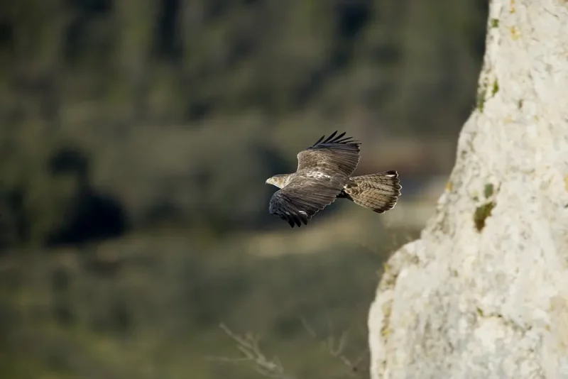 Aigle de Bonelli - Regard du vivant