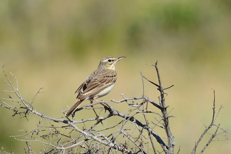 Pipit rousseline