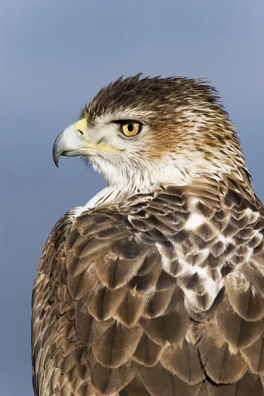 Aigle de Bonelli - Regard du Vivant