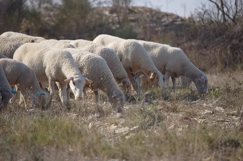 Troupeau bovin en garrigue