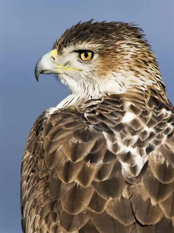 Aigle de Bonelli