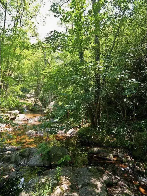 Forêts alluviales à aulne et frêne