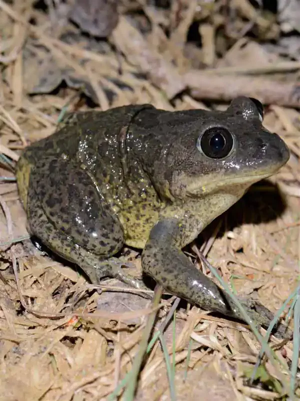 Western spadefoot