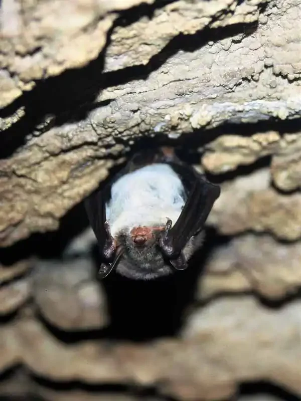 Lesser mouse-eared bat