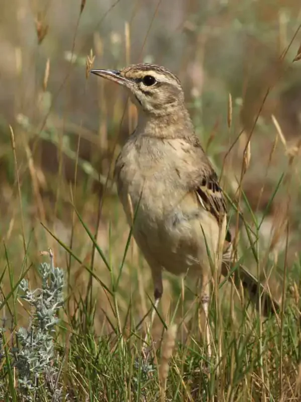 Pipit rousseline