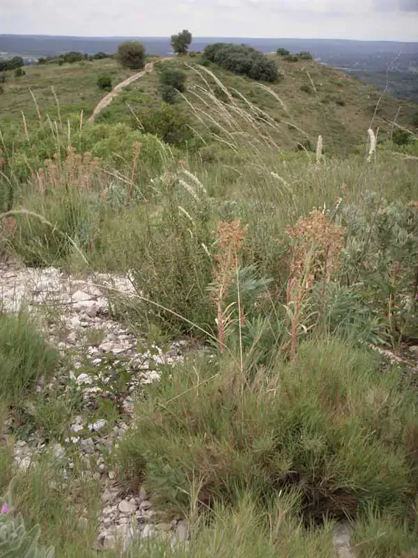 Pseudi-steppe with grasses and annuals