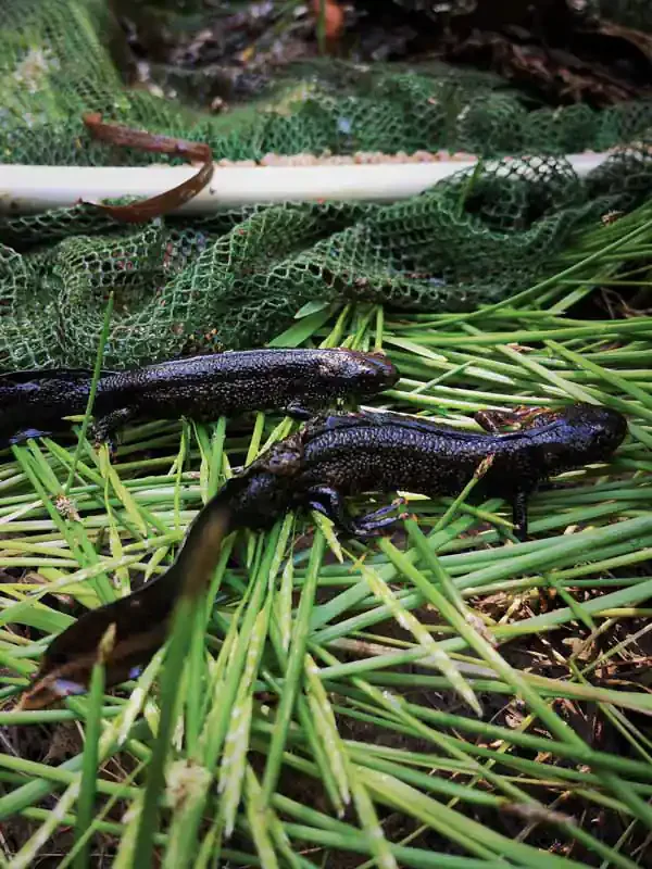 Crested newt